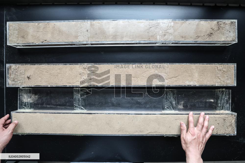 ChineseToday | Ecological researcher dedicates himself to desertification control in northeast China's Liaoning