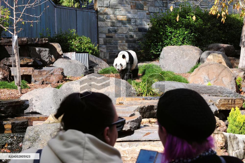 AUSTRALIA-ADELAIDE-GIANT PANDAS
