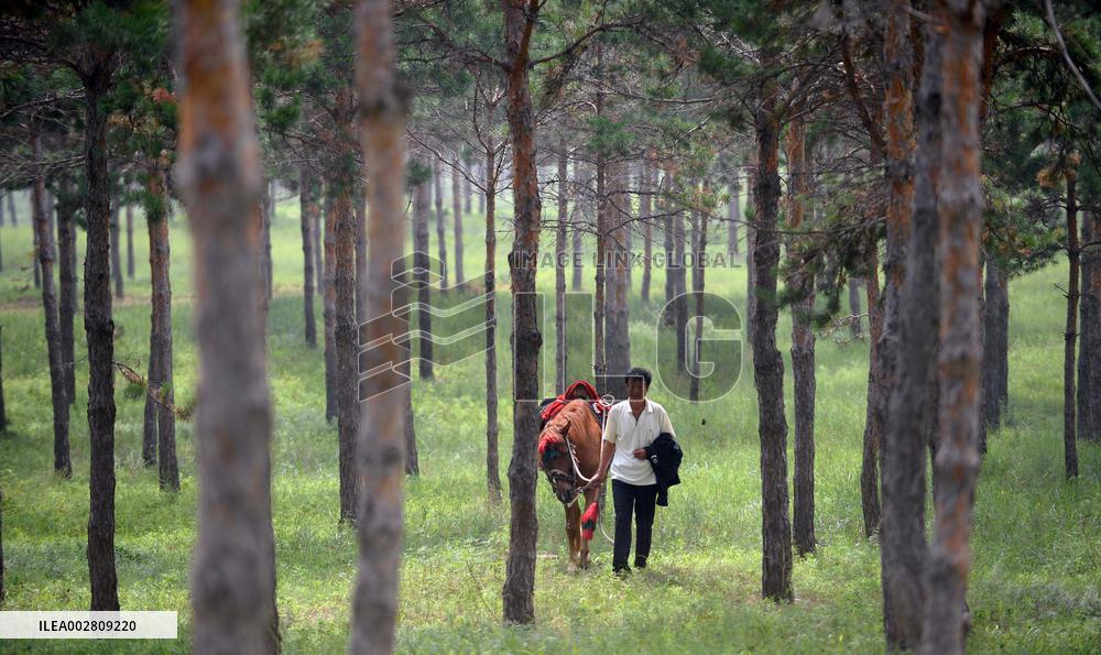 ChineseToday | A ranger guards forest for 37 years in NE China's Liaoning