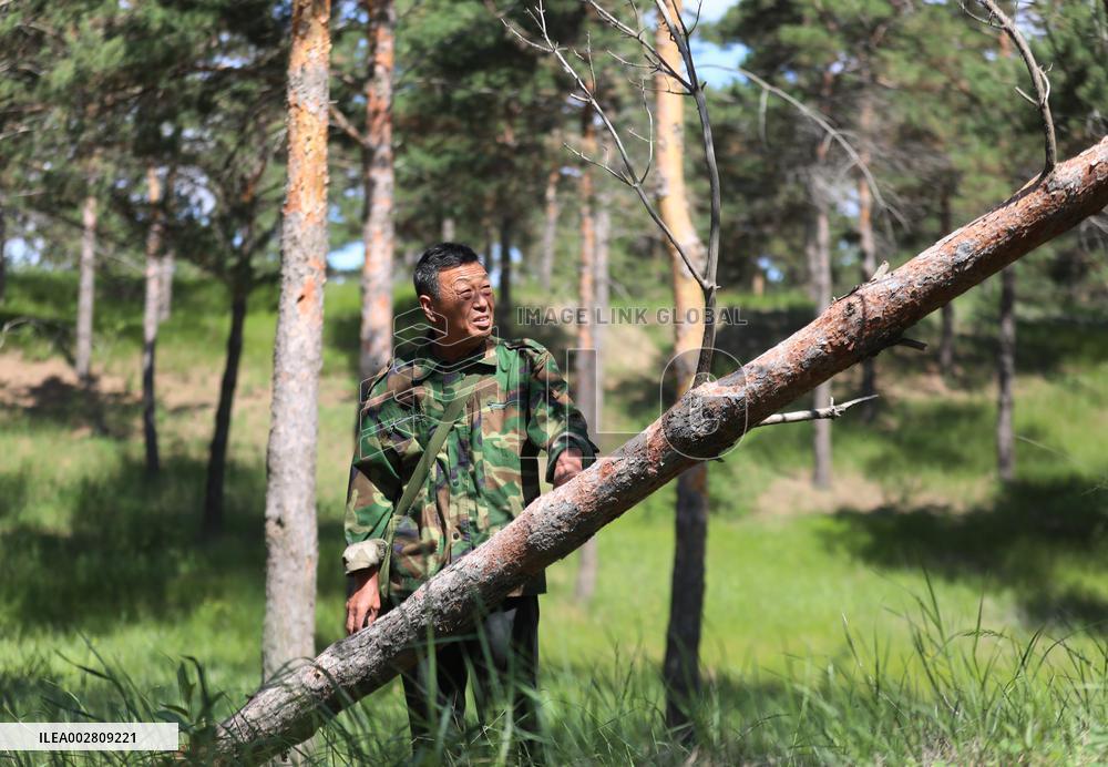 ChineseToday | A ranger guards forest for 37 years in NE China's Liaoning