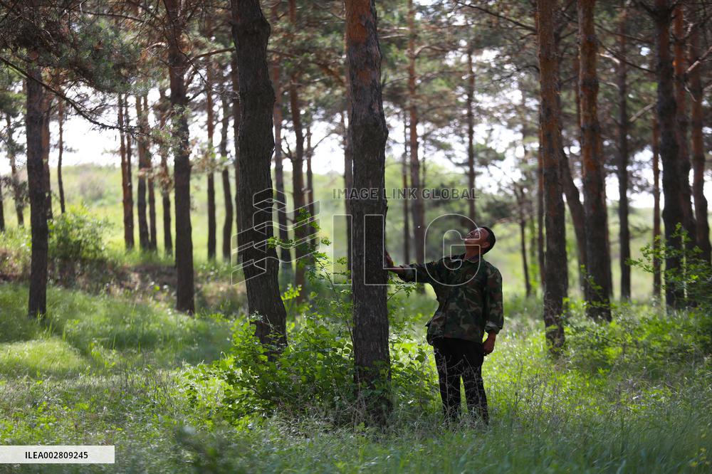 ChineseToday | A ranger guards forest for 37 years in NE China's Liaoning
