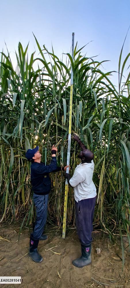 MAURITANIA-CHINESE JUNCAO-PLANT