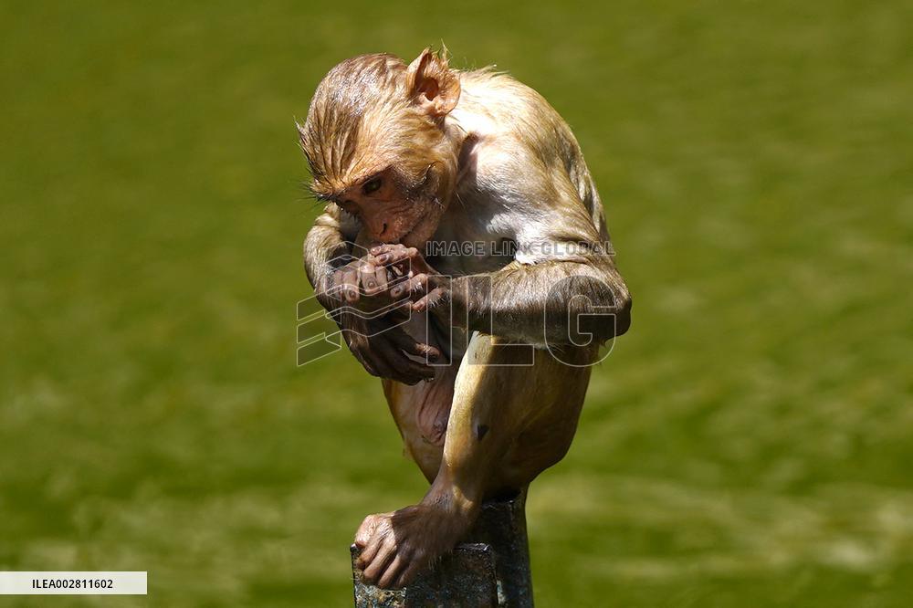 Macaques Cool Off The Summer Heat - India