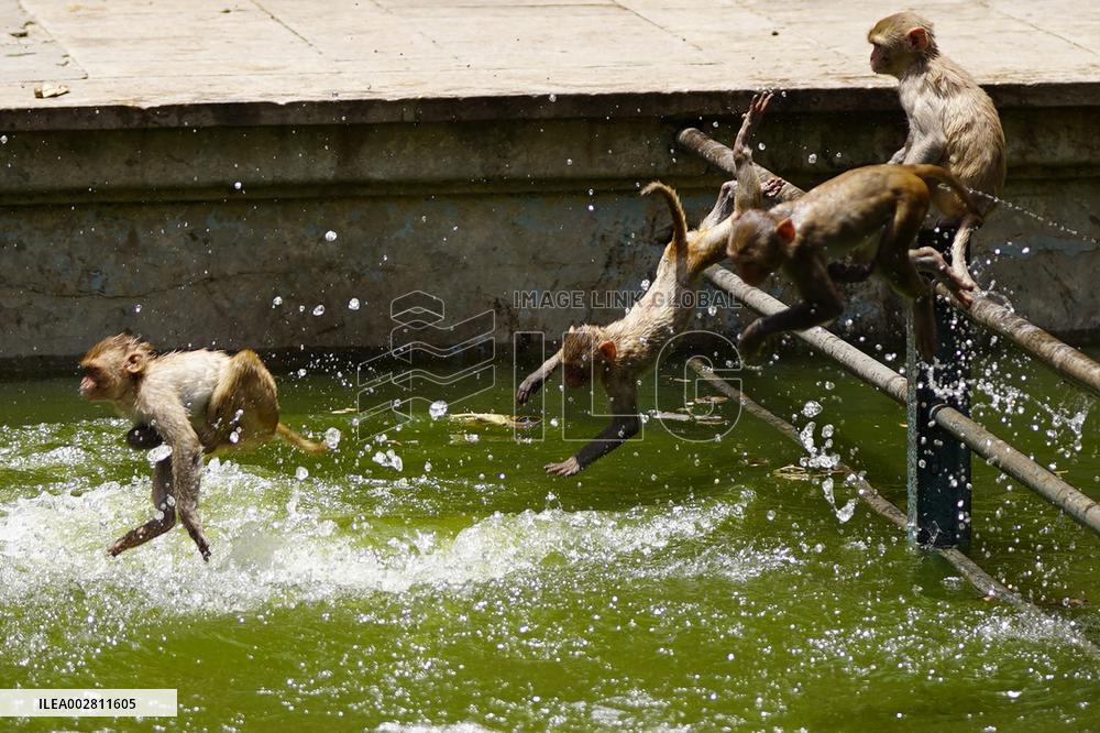 Macaques Cool Off The Summer Heat - India