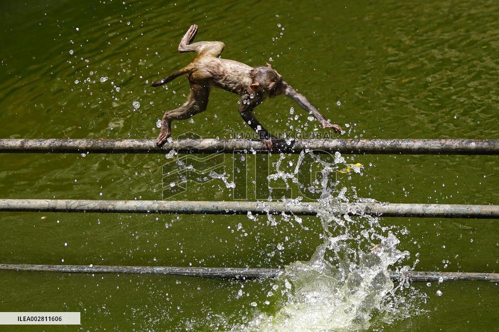 Macaques Cool Off The Summer Heat - India