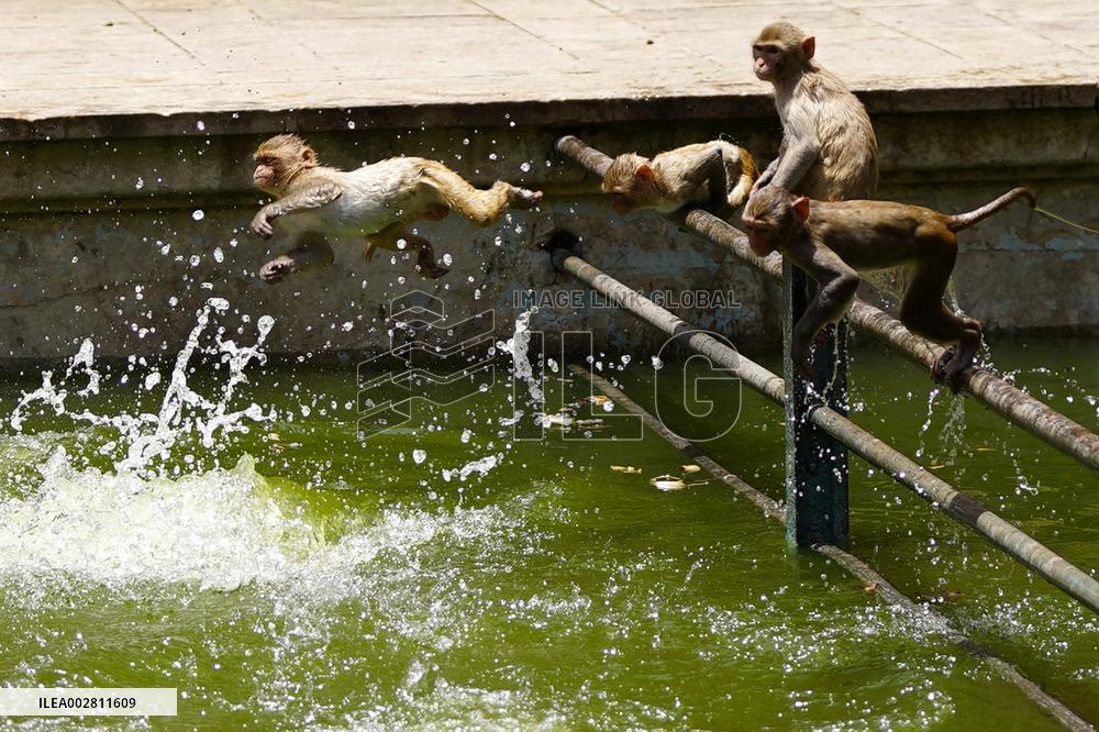 Macaques Cool Off The Summer Heat - India