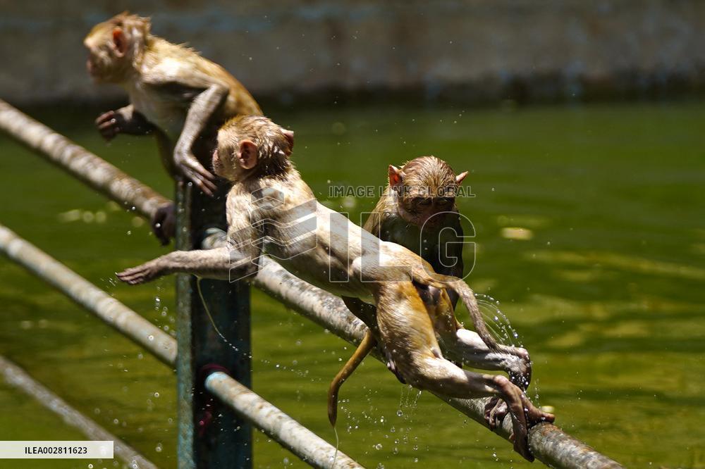 Macaques Cool Off The Summer Heat - India
