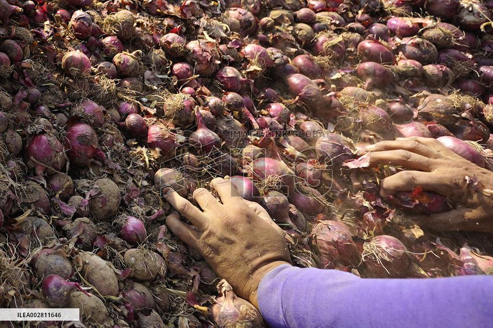 Indian Women Farmer Working In Onion Field