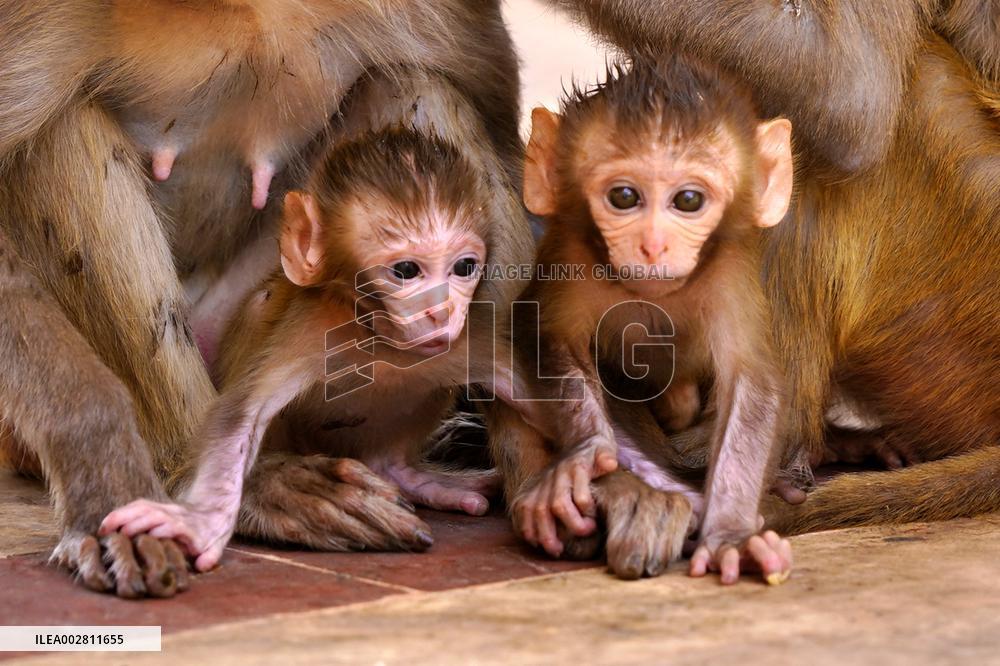 Macaques Cool Off The Summer Heat - India