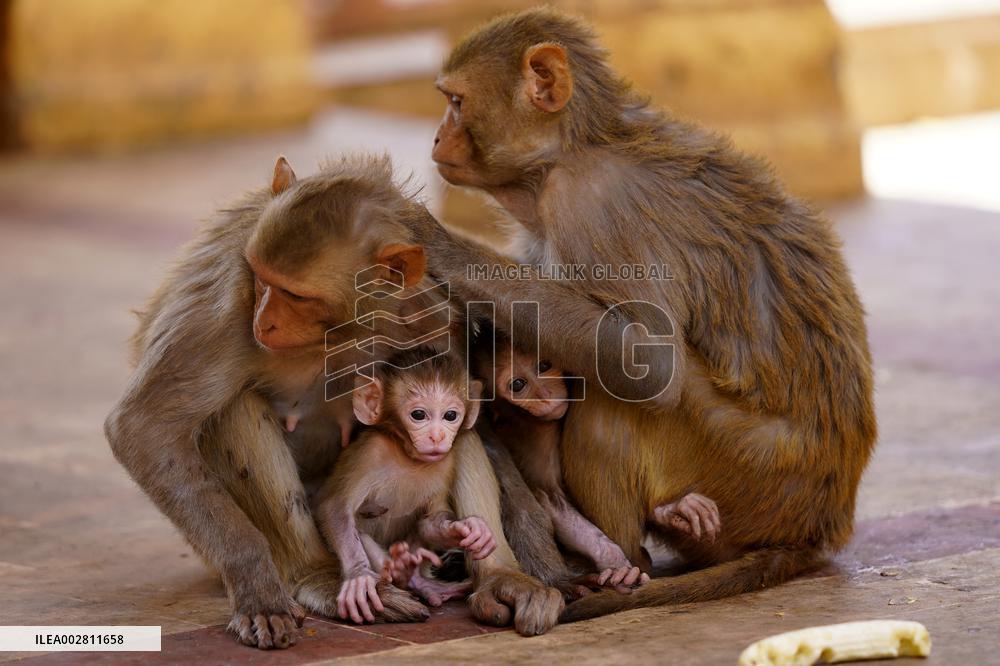 Macaques Cool Off The Summer Heat - India