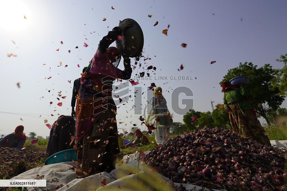 Indian Women Farmer Working In Onion Field