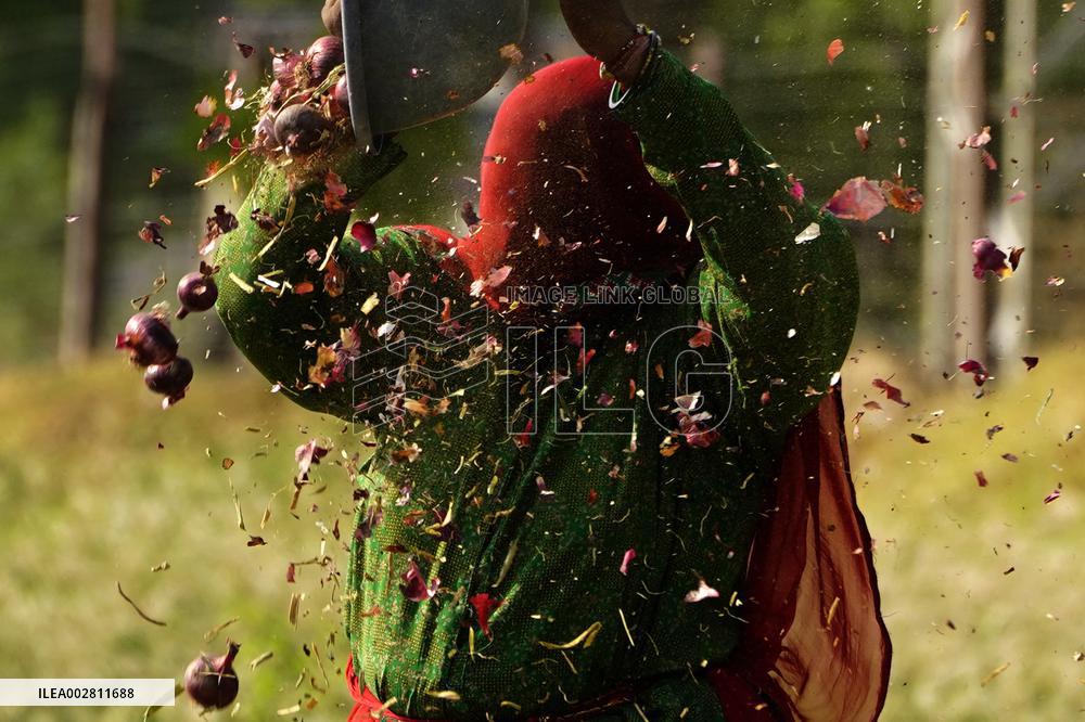 Indian Women Farmer Working In Onion Field