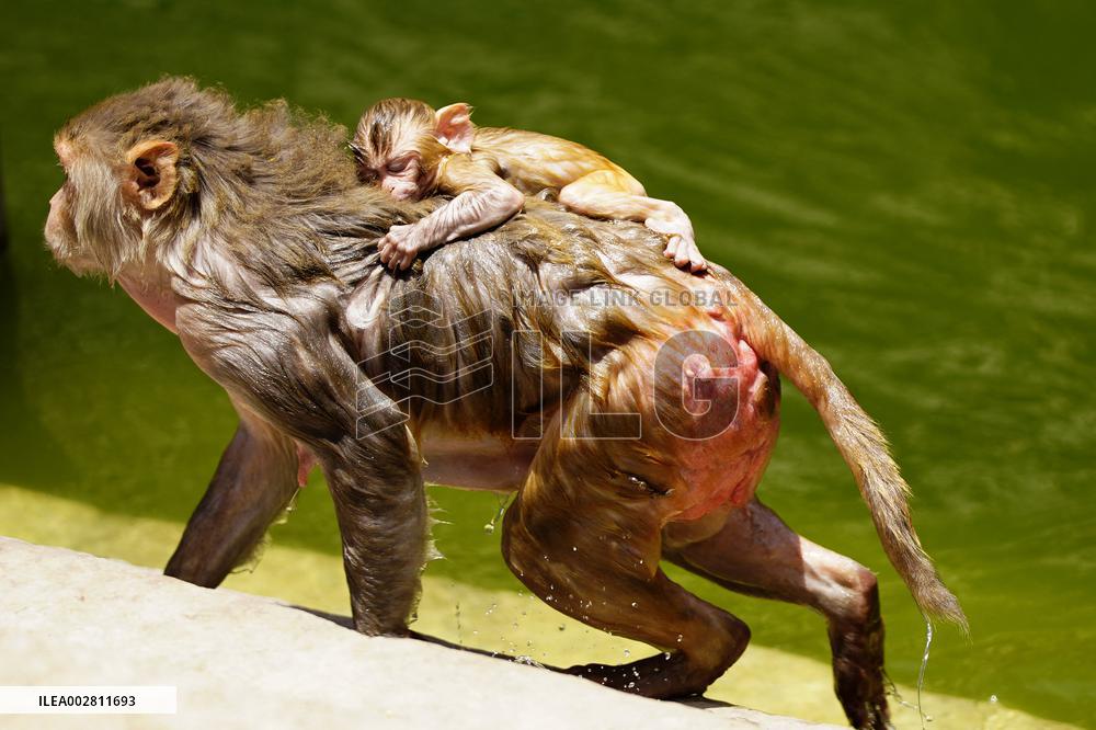 Macaques Cool Off The Summer Heat - India