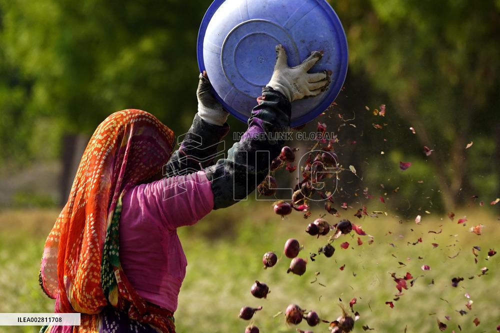 Indian Women Farmer Working In Onion Field