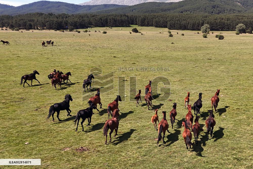 T?RKIYE-AFYONKARAHISAR-NATURE-HORSES