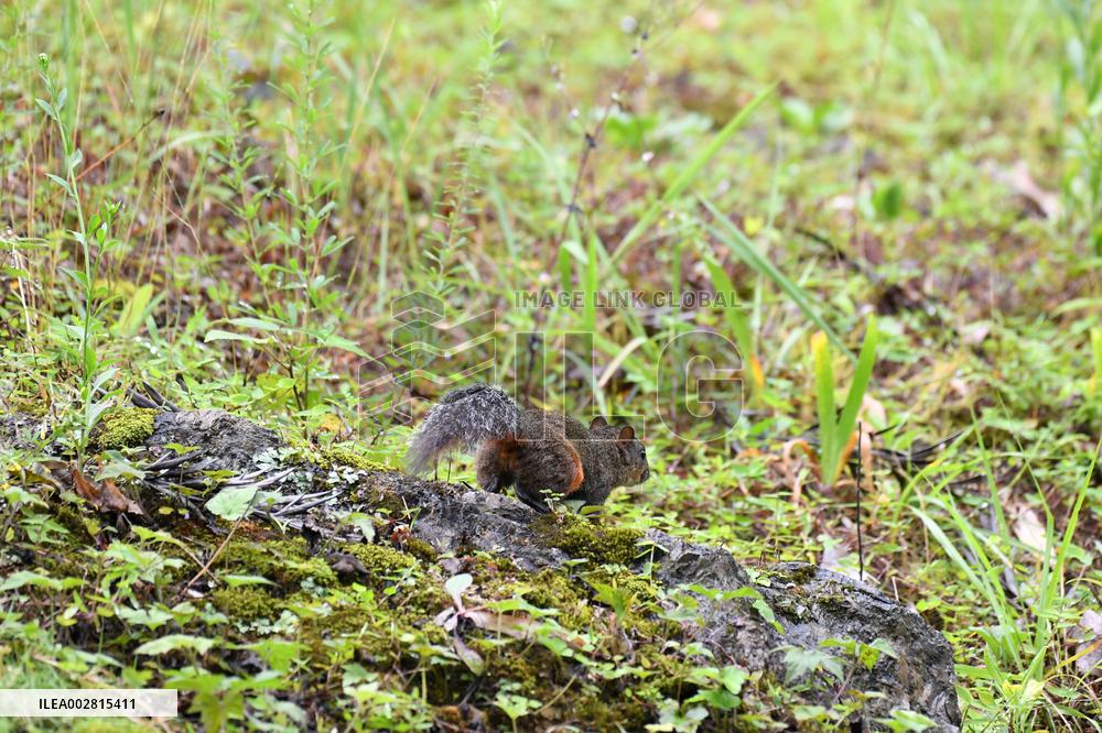 World Environment Day