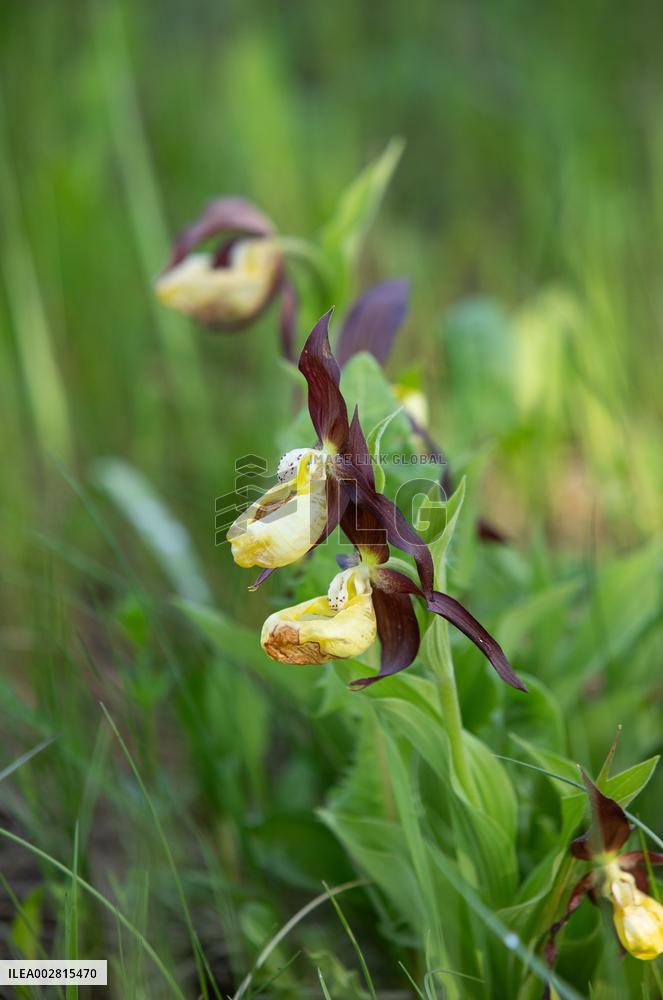 Cypripedium calceolus