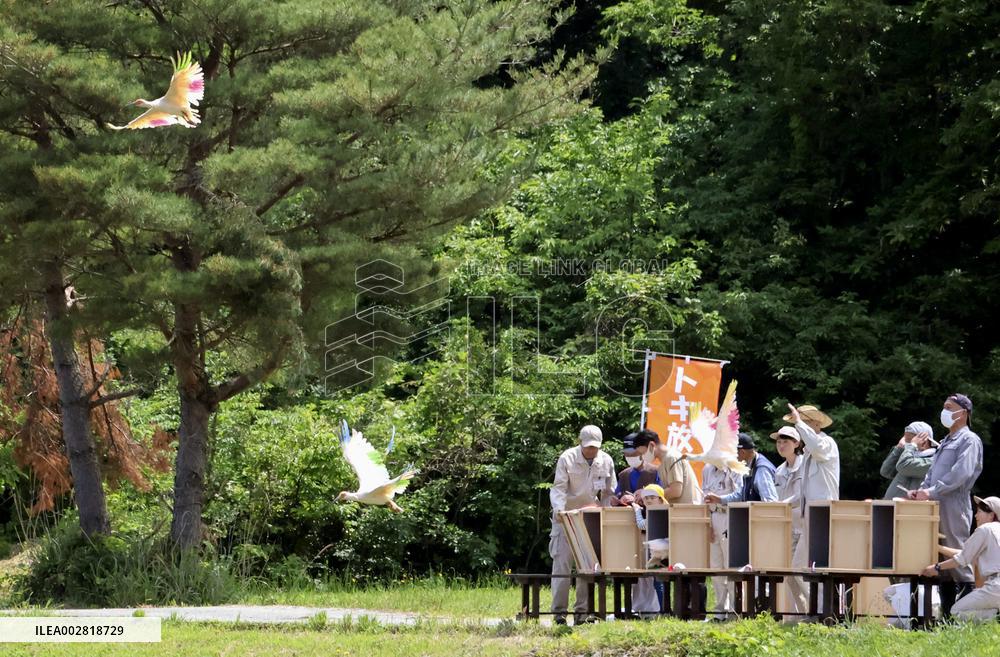 Japanese crested ibis released on Sado Island