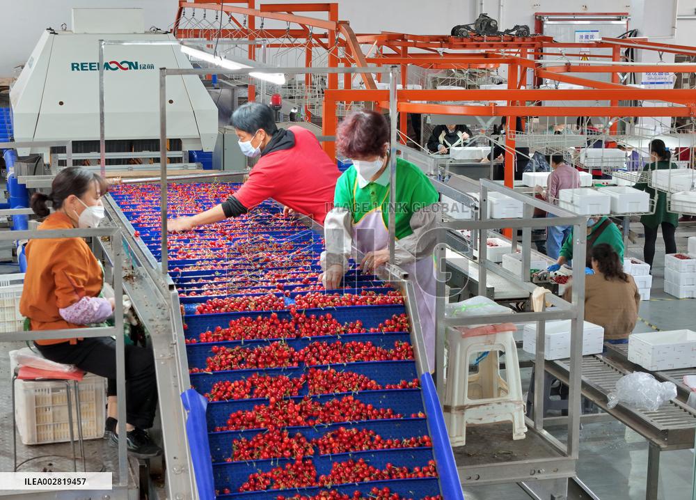 Cherries Supply in Yantai