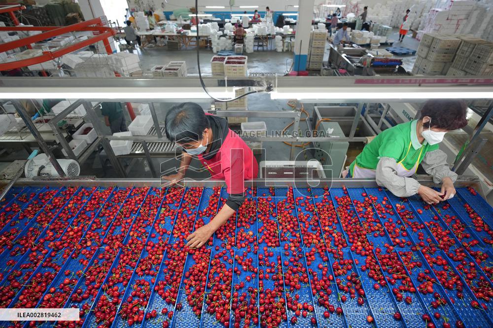 Cherries Supply in Yantai