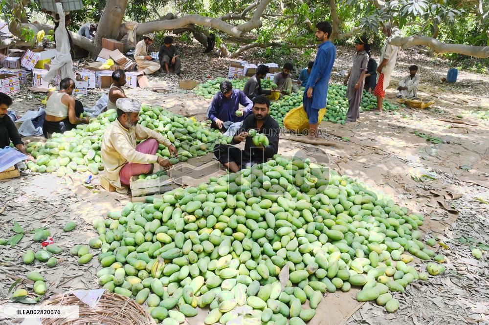 PAKISTAN-HYDERABAD-MANGO-HARVEST