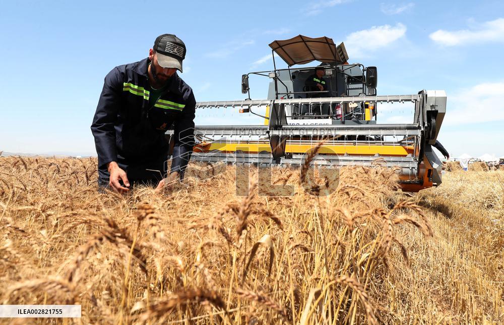 ALGERIA-BOUIRA-WHEAT-HARVEST