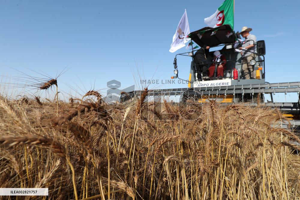 ALGERIA-BOUIRA-WHEAT-HARVEST