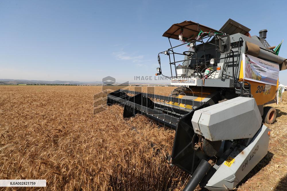 ALGERIA-BOUIRA-WHEAT-HARVEST