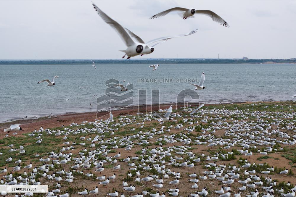 CHINA-SHAANXI-HONGJIANNAO-RELICT GULLS (CN)