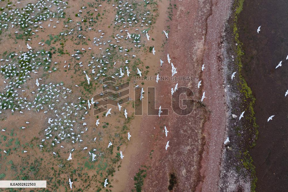 CHINA-SHAANXI-HONGJIANNAO-RELICT GULLS (CN)