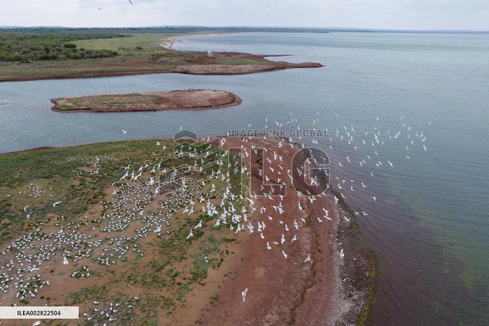 CHINA-SHAANXI-HONGJIANNAO-RELICT GULLS (CN)
