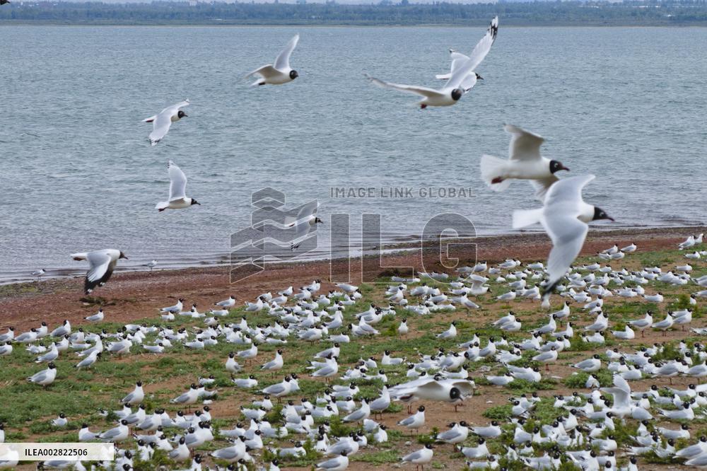 CHINA-SHAANXI-HONGJIANNAO-RELICT GULLS (CN)