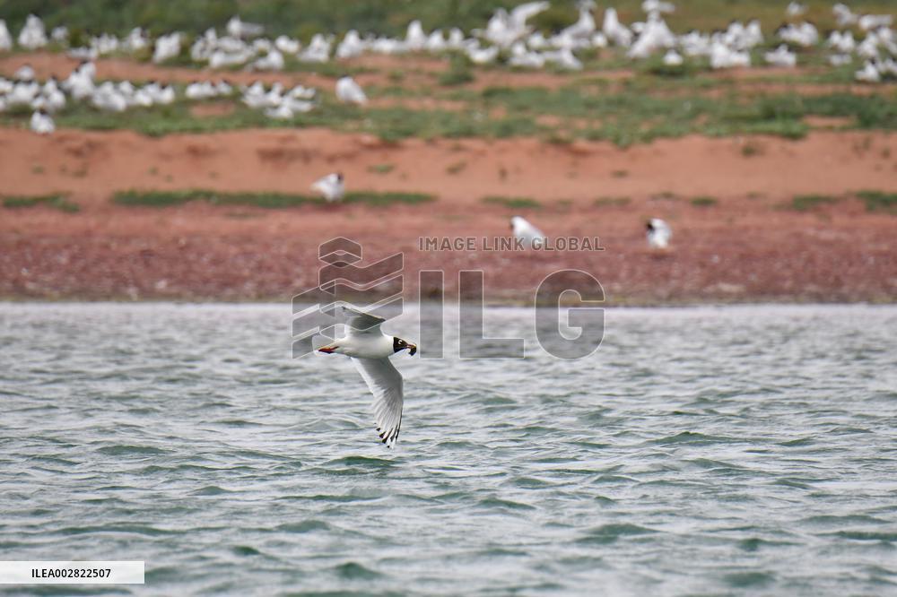 CHINA-SHAANXI-HONGJIANNAO-RELICT GULLS (CN)