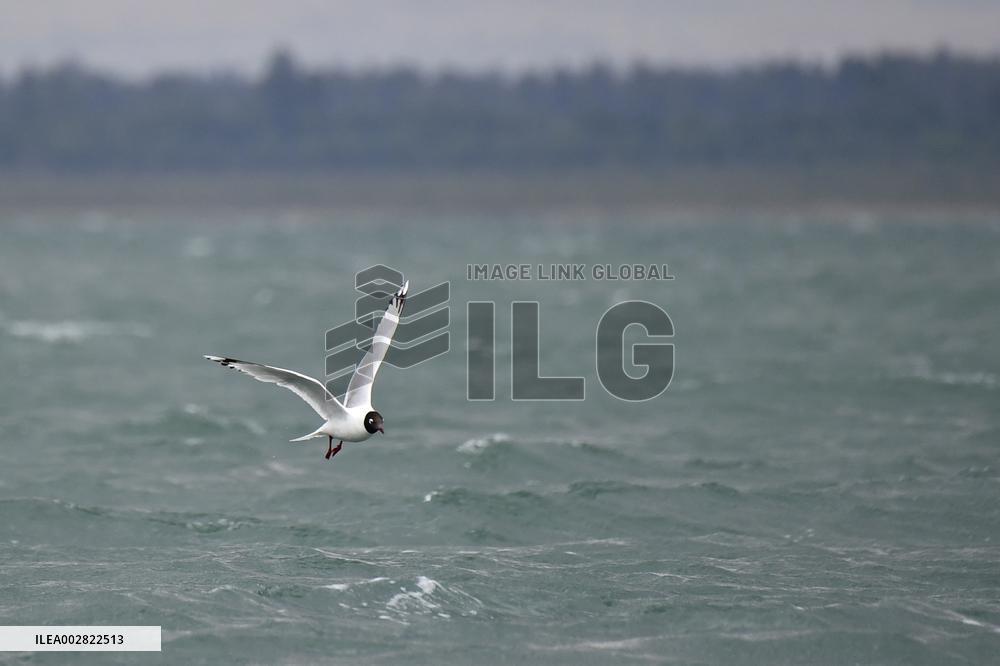 CHINA-SHAANXI-HONGJIANNAO-RELICT GULLS (CN)