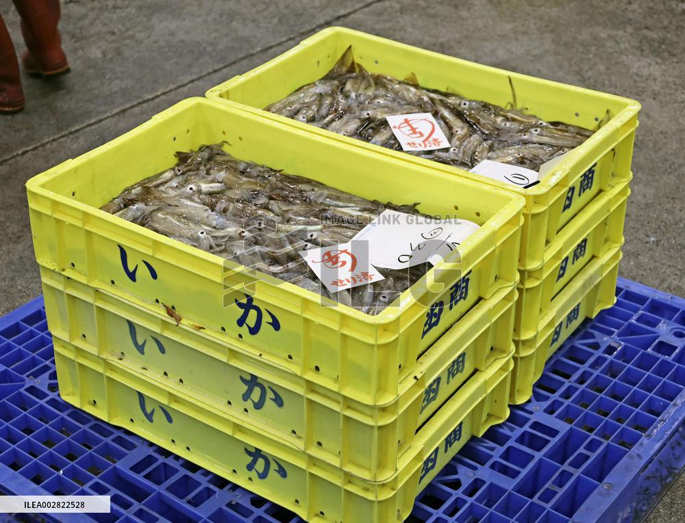 Squid season starts in northern Japan
