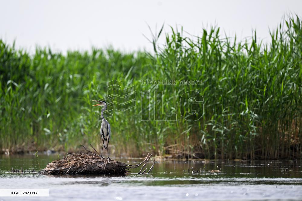 Xinhua Headlines: Innovation fortifies China's "green Great Wall" against desertification