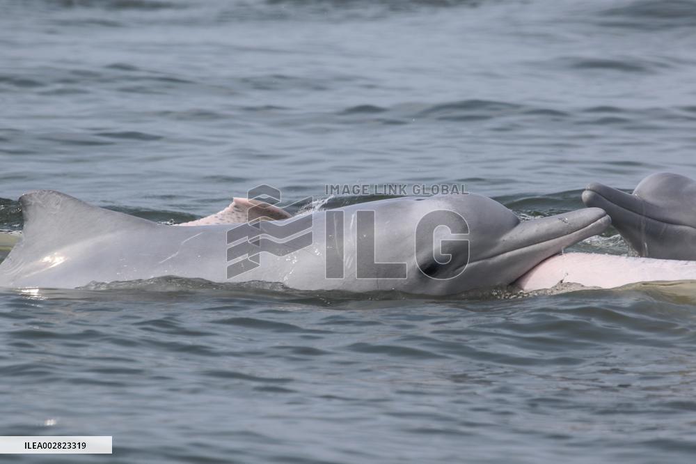 HainanOutlook | A deep bond between a French scientist and Chinese white dolphins
