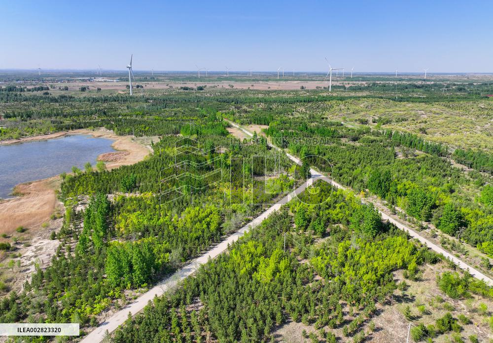 Xinhua Headlines: Innovation fortifies China's "green Great Wall" against desertification