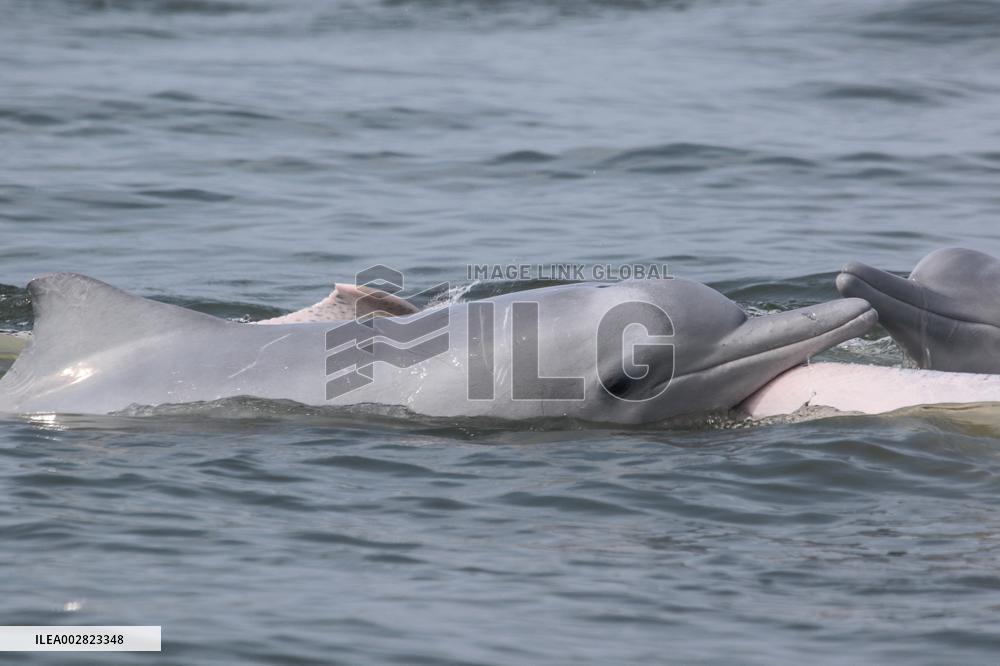 HainanOutlook | A deep bond between a French scientist and Chinese white dolphins