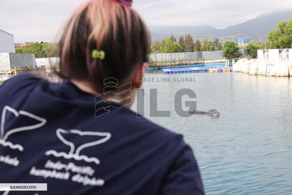 HainanOutlook | A deep bond between a French scientist and Chinese white dolphins