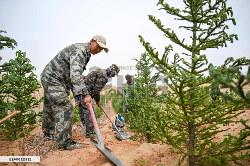 Xinhua Headlines: Innovation fortifies China's "green Great Wall" against desertification