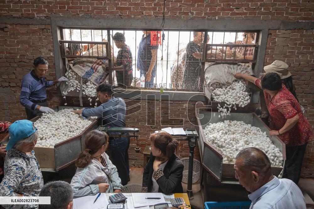 Cocoon Harvesting in Hai'an