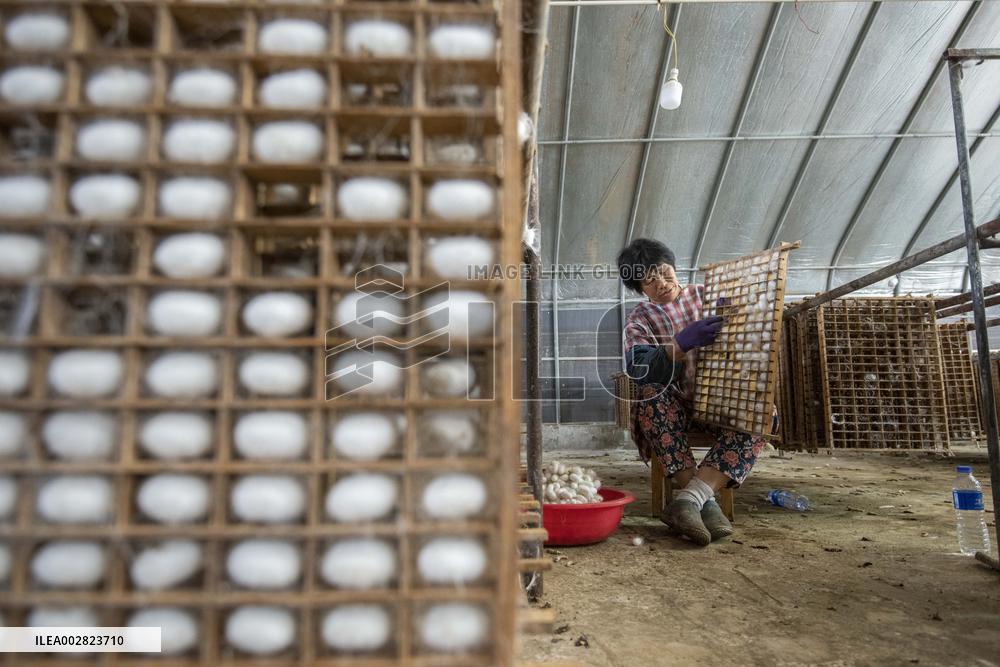 Cocoon Harvesting in Hai'an