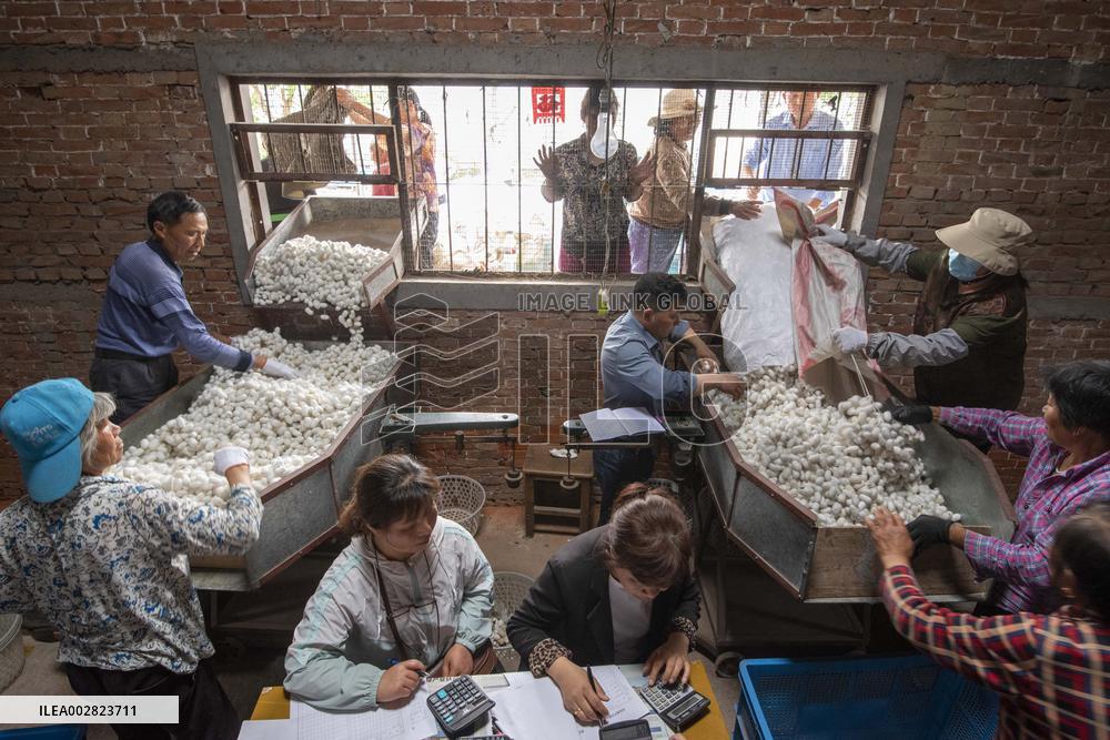 Cocoon Harvesting in Hai'an