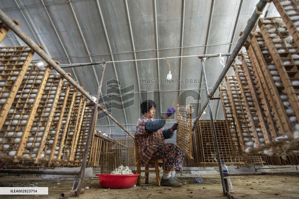 Cocoon Harvesting in Hai'an