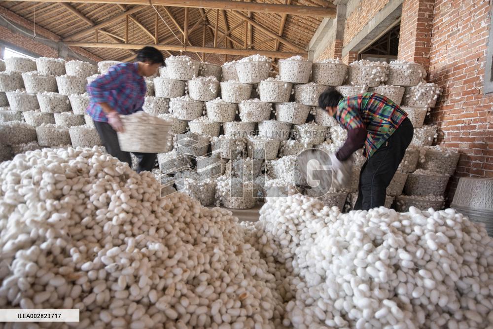 Cocoon Harvesting in Hai'an