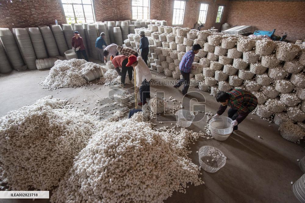 Cocoon Harvesting in Hai'an