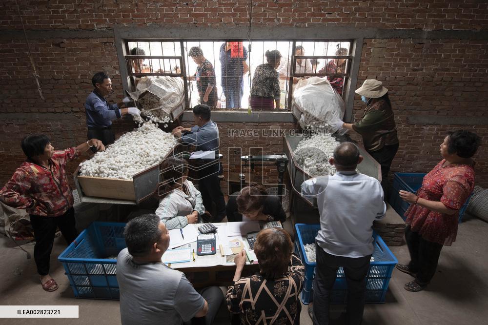 Cocoon Harvesting in Hai'an