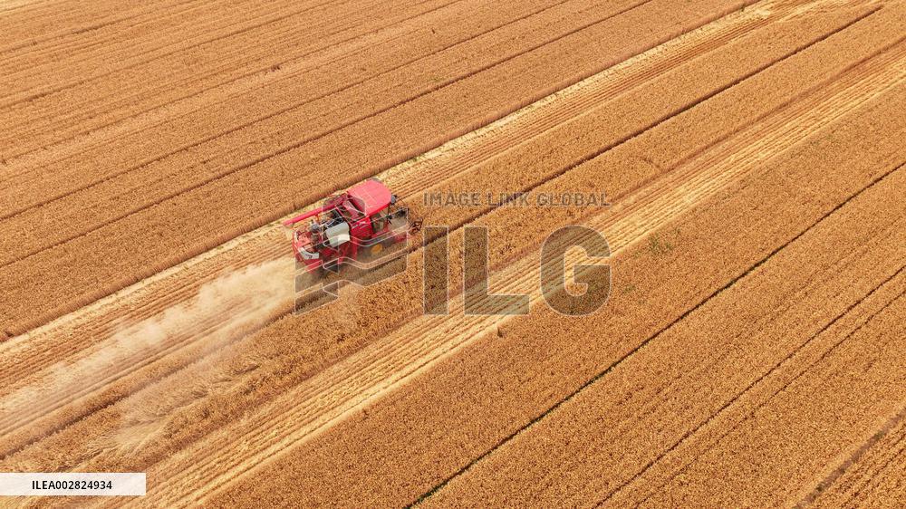 CHINA-SHANDONG-AGRICULTURE-SUMMER-HARVEST (CN)