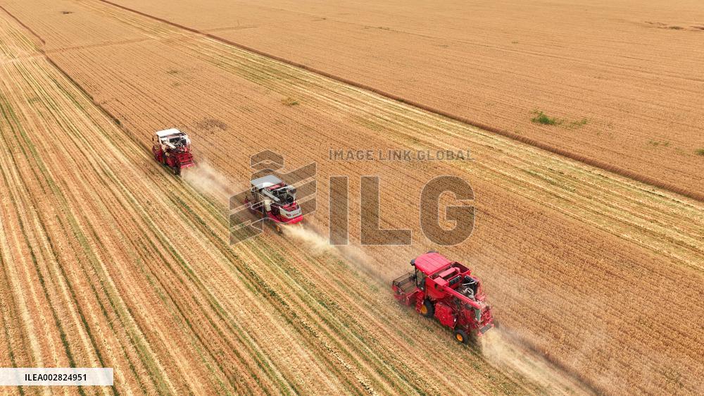 CHINA-SHANDONG-AGRICULTURE-SUMMER-HARVEST (CN)